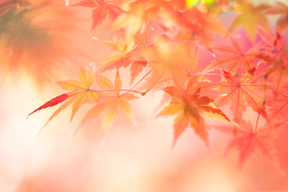 fine_art_photographer _108