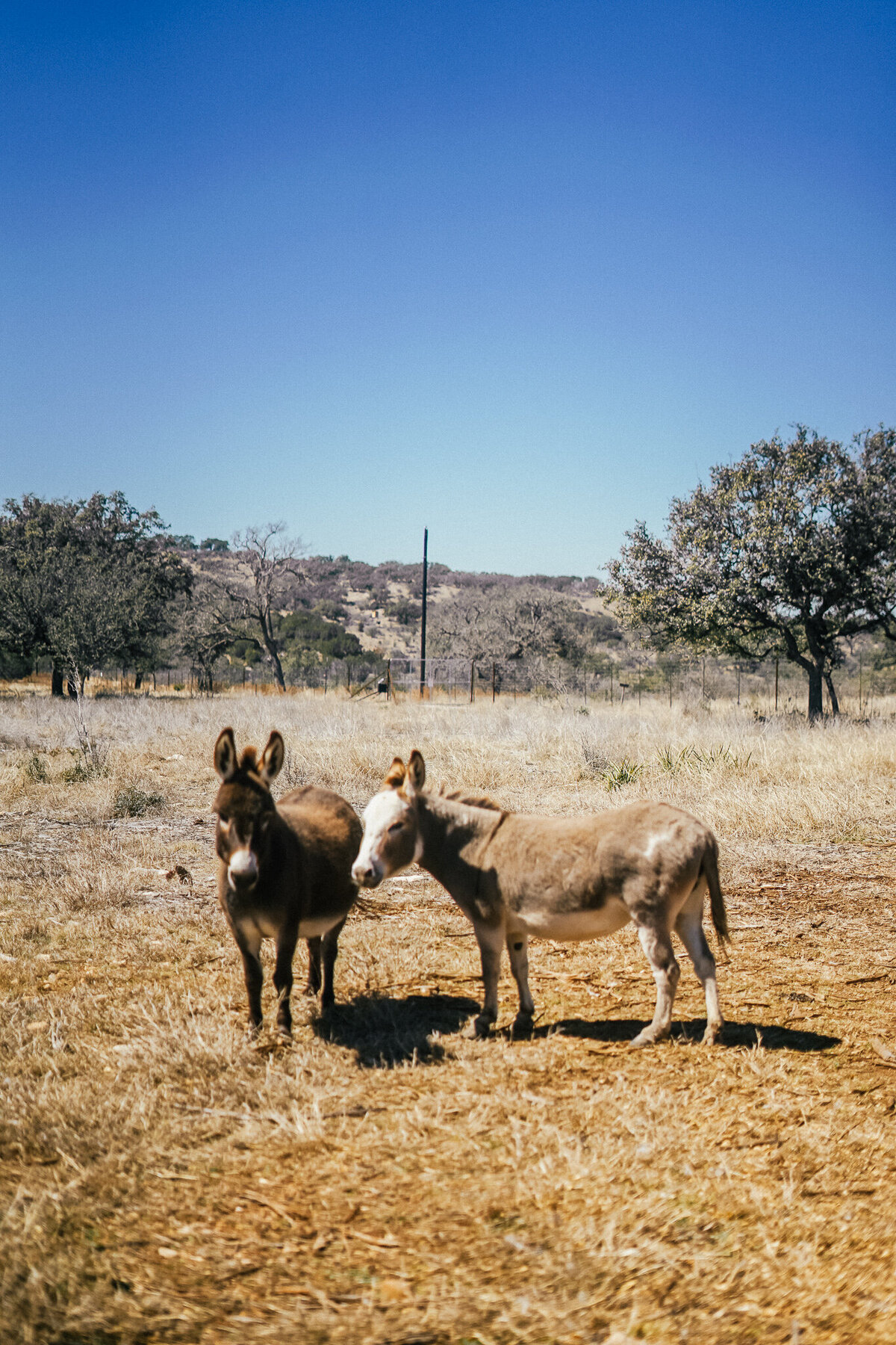 Two donkeys standing outside in the grass