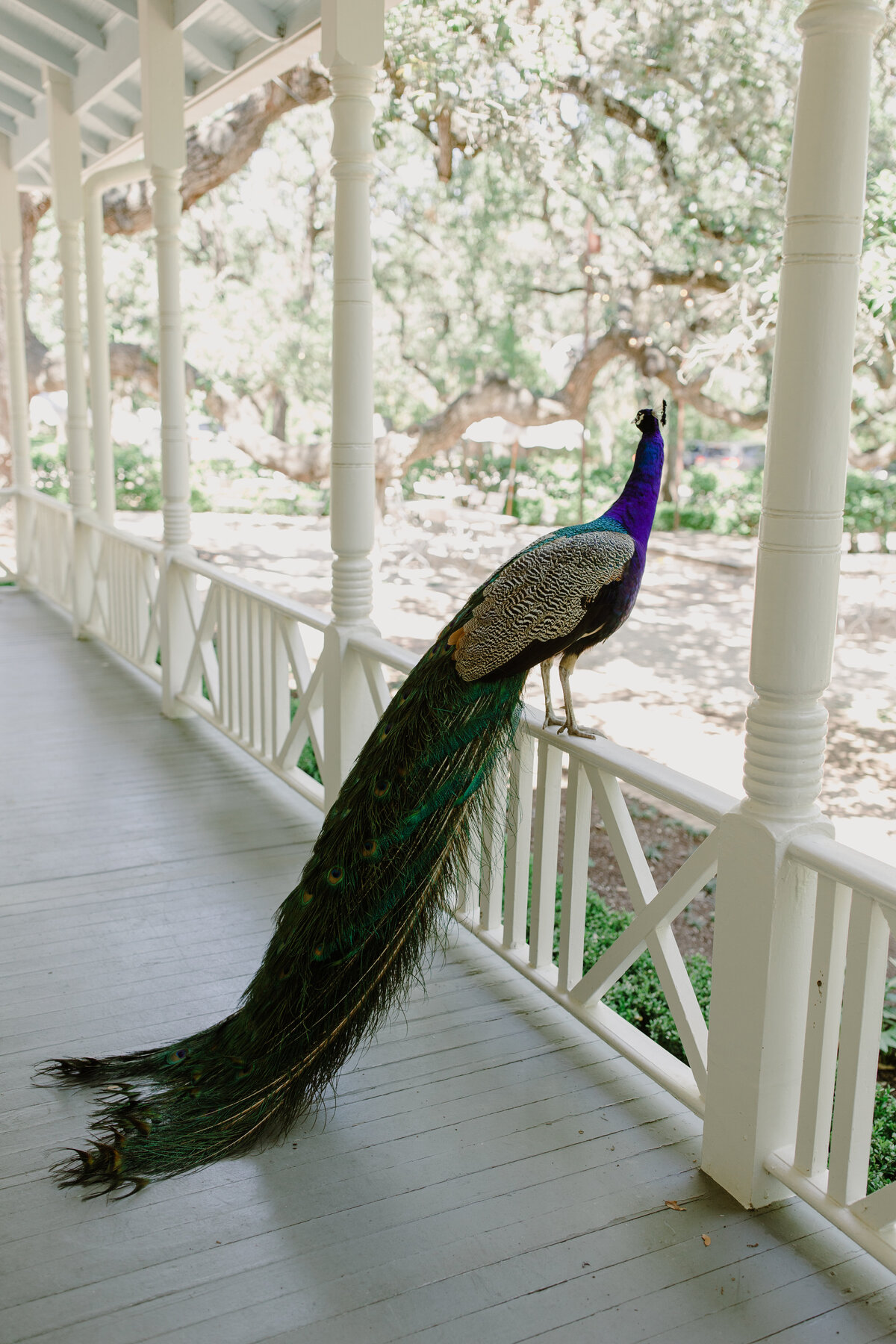 Peacock sitting on railings at Mattie's  Austin Wedding