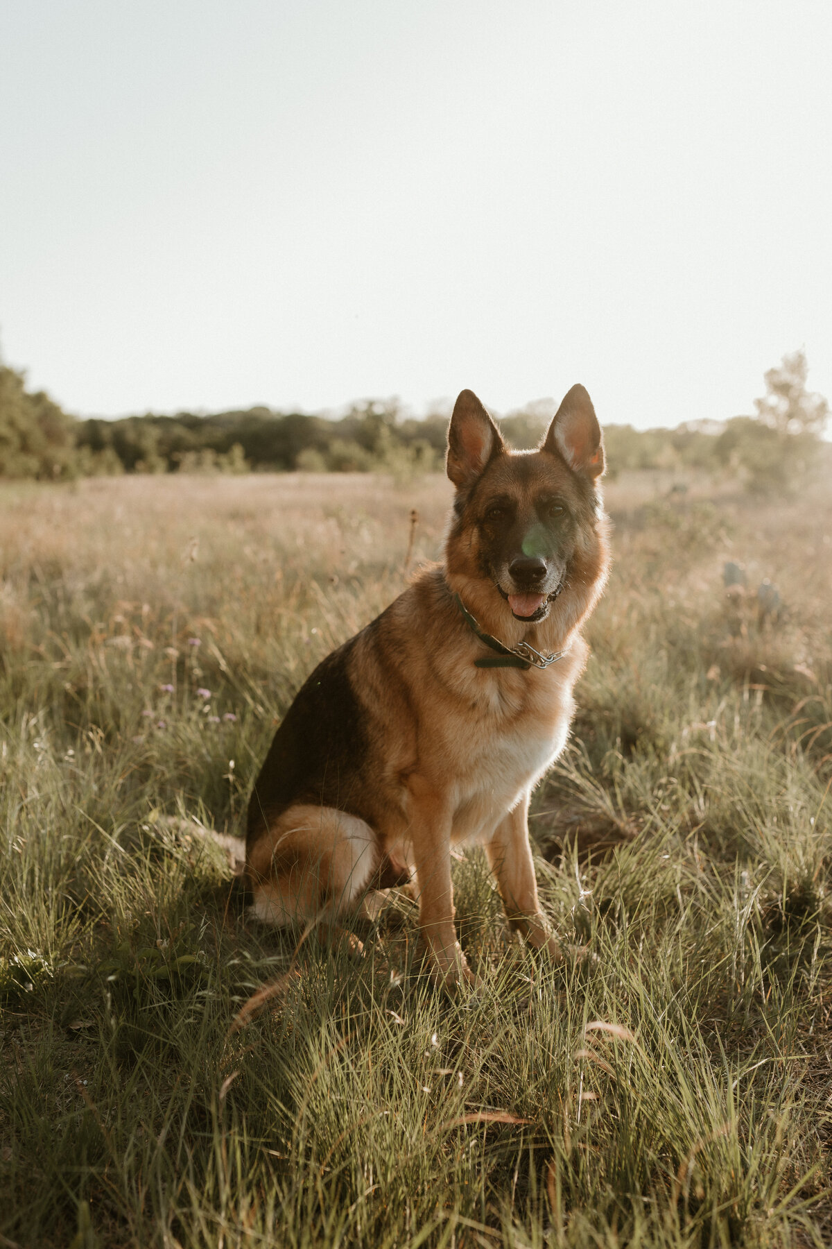Georgetown Pet Photographer
