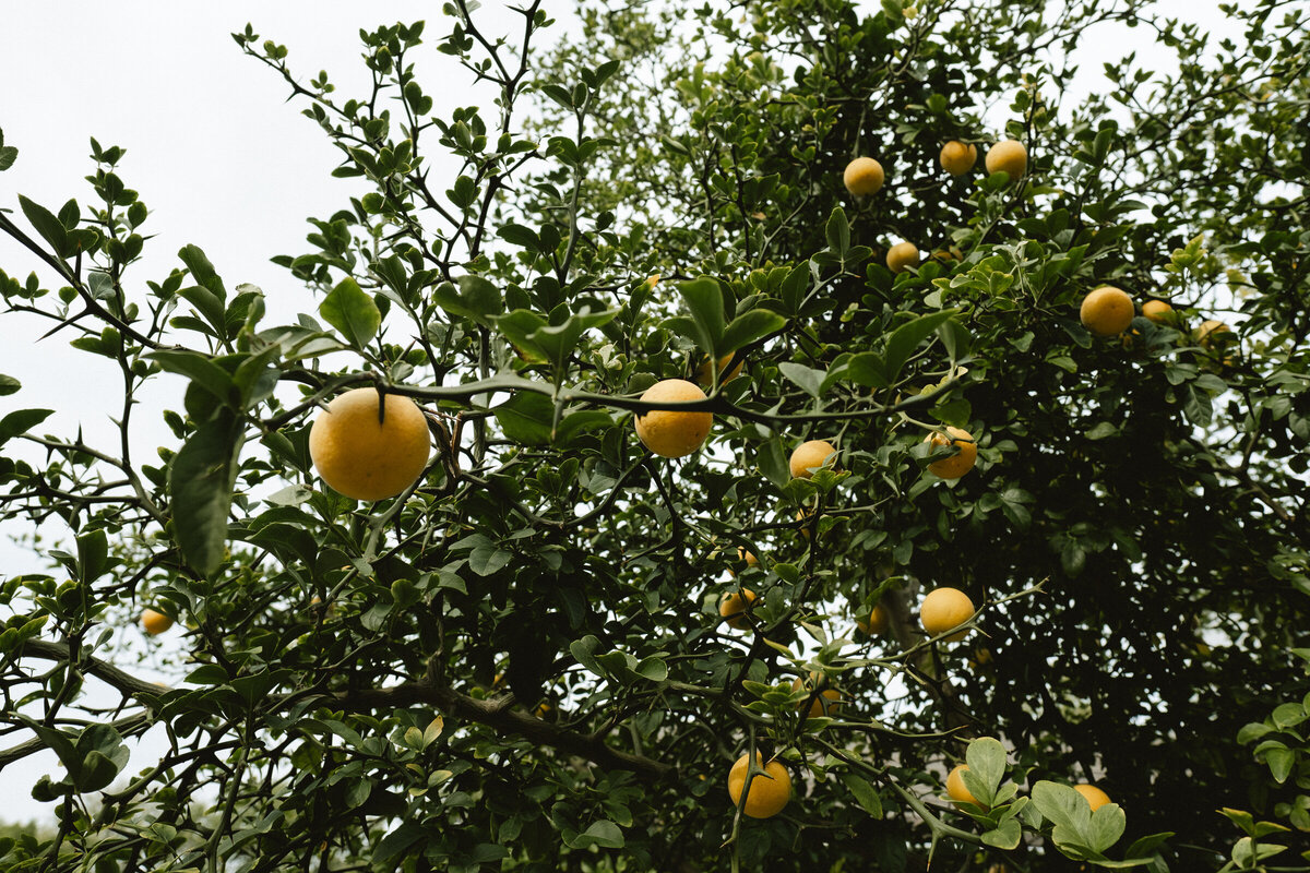 documentary photographer garden greenhouse wedding-54
