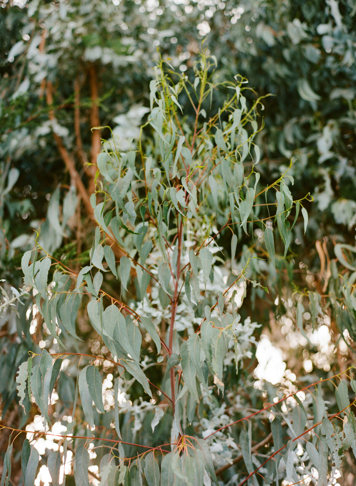 Wendy_Connor_Santa_Barbara_Engagement_Session_002