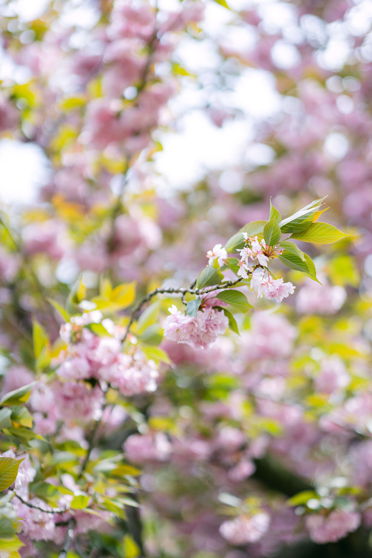 Cherry-Blossom-Central-Park-Engagement-Larisa-Shorina-8