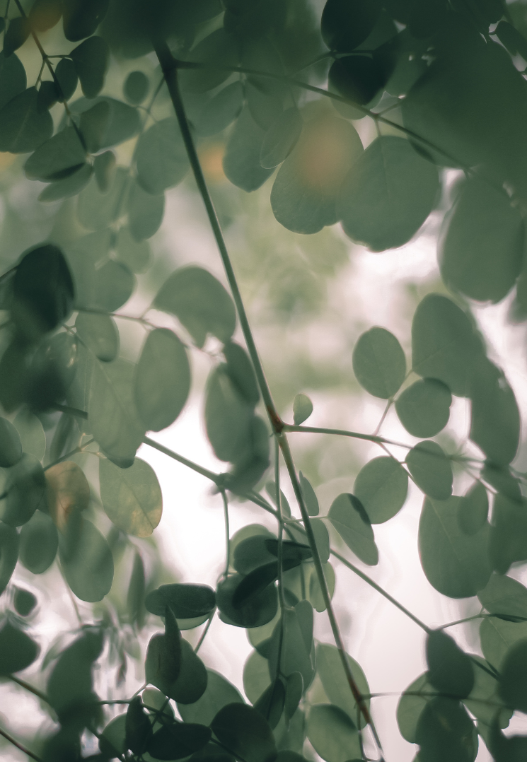 Olive Branch and Leaves Peaceful Nature