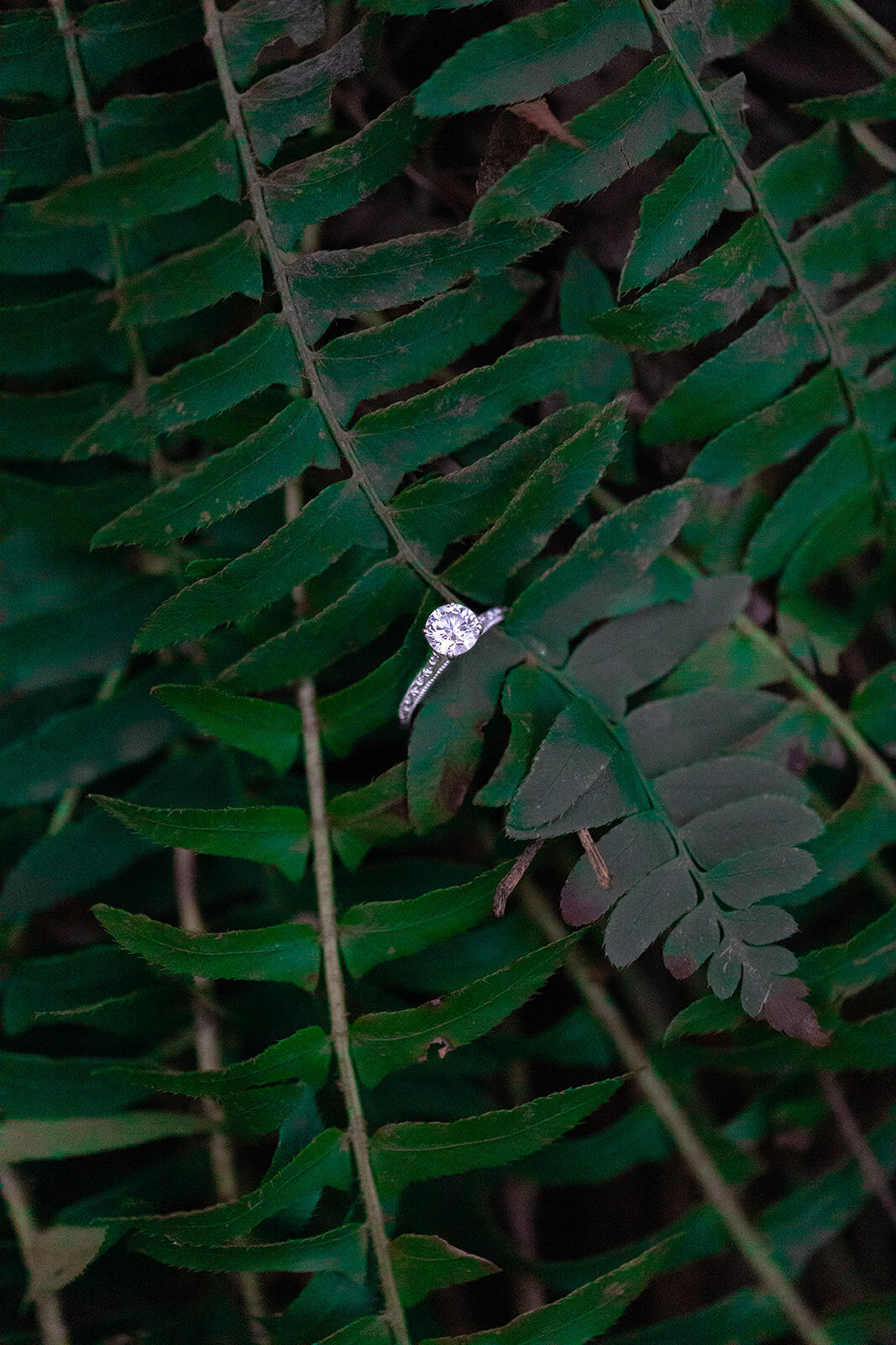 engagement ring photo in leaves
