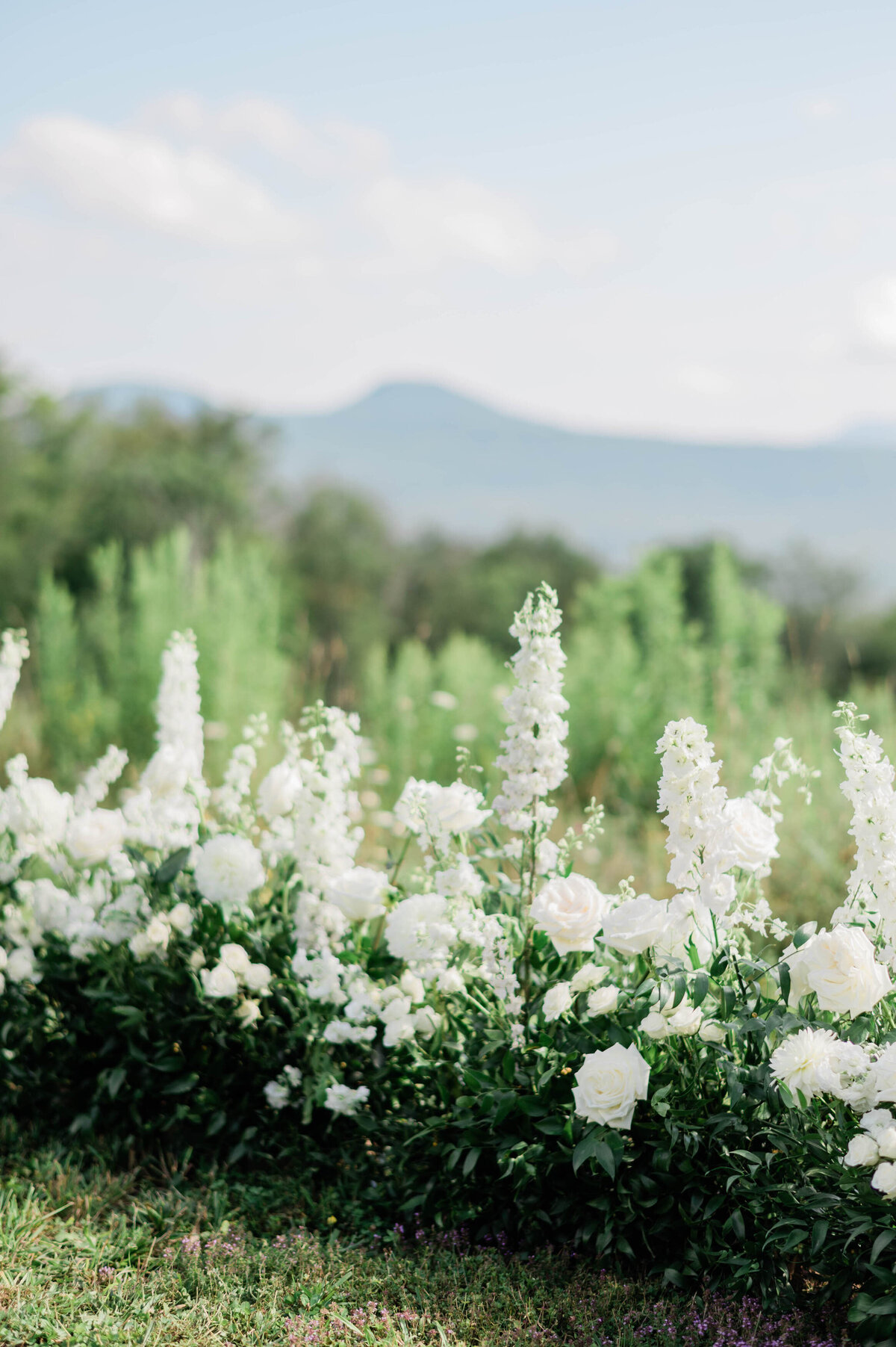Several white florals on a Hudson Valley hillside
