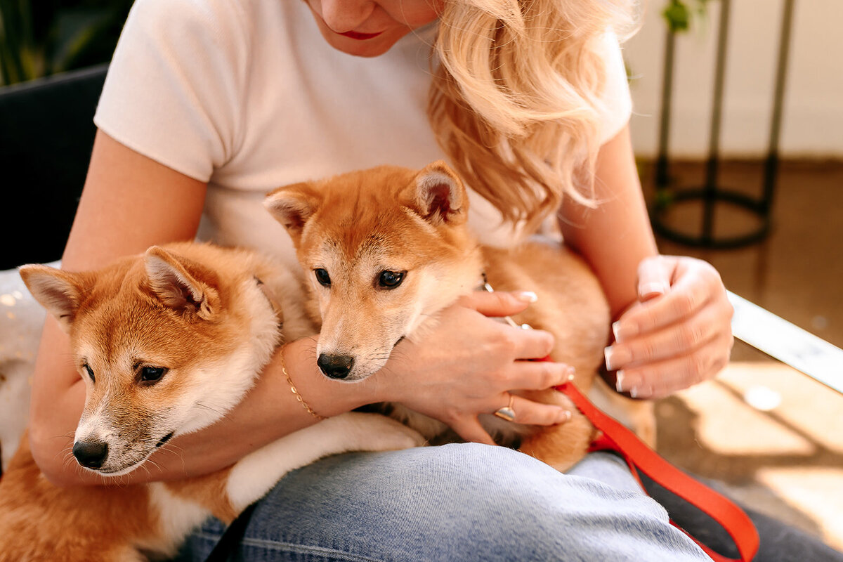 Shiba Event-2