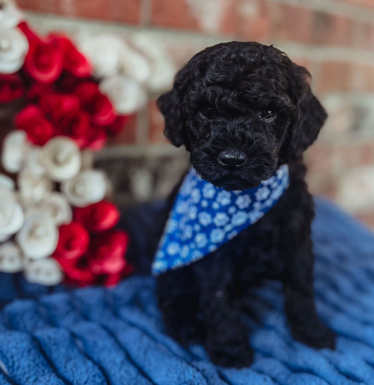 Salish Sea Miniature Poodles--100
