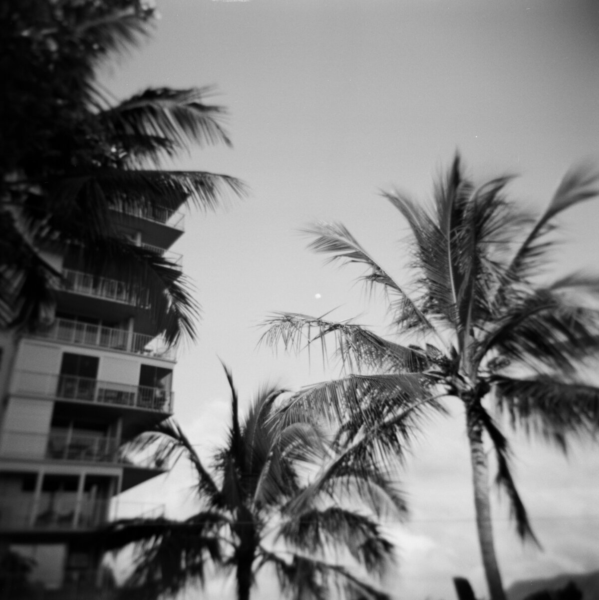 Black and white photo of palm trees, captured in a candid wedding photography style — Carmel wedding photography by Kate Winters Photography.