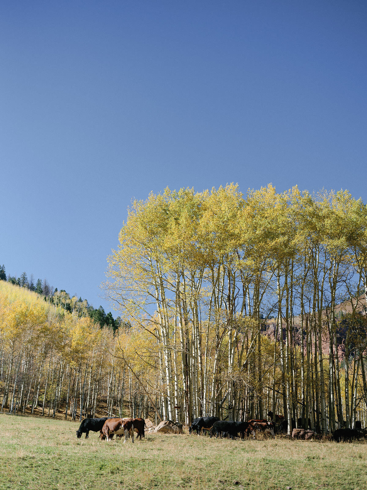 Aspen fall tented wedding at t lazy 7 ranch_RxL-38