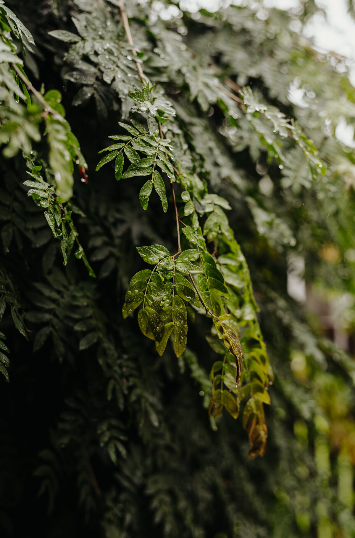 Toni&Ben-JBCreative-38