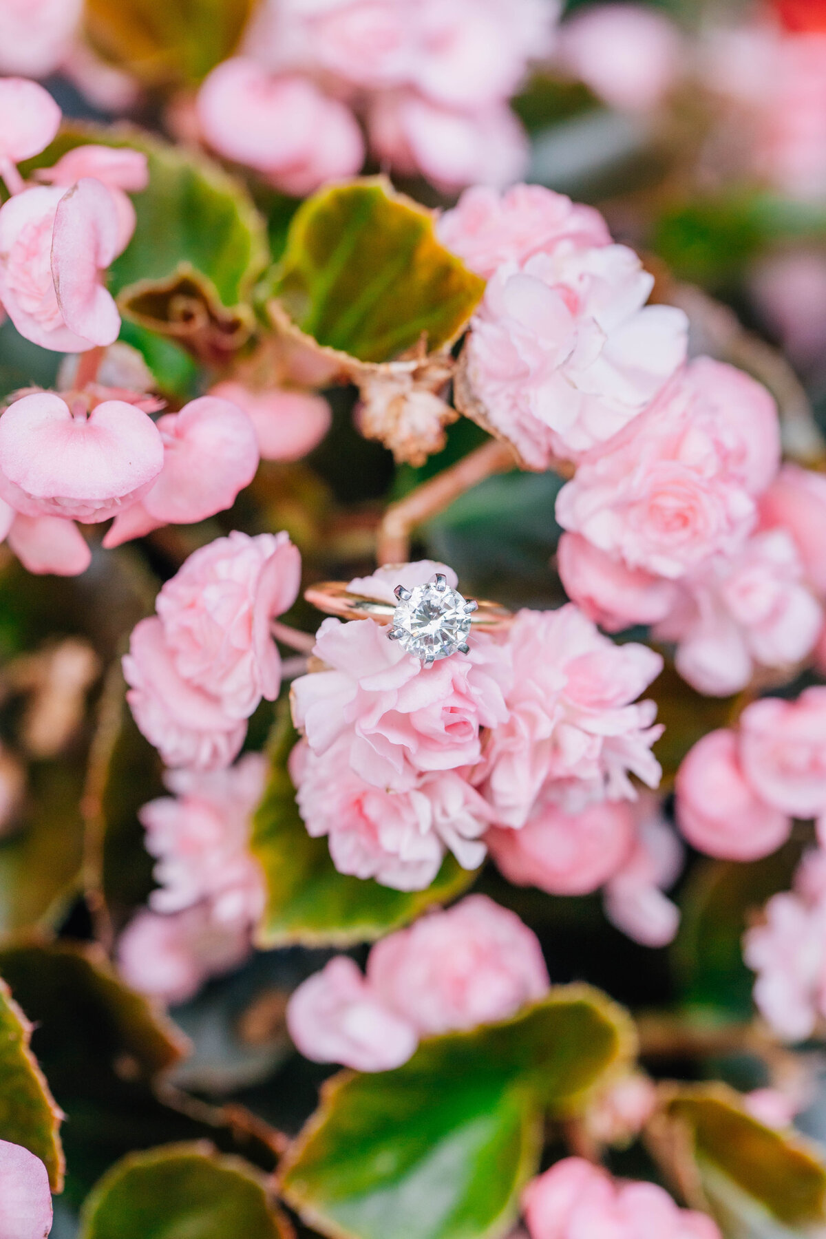 closeup engagement ring shot sitting on pink florals