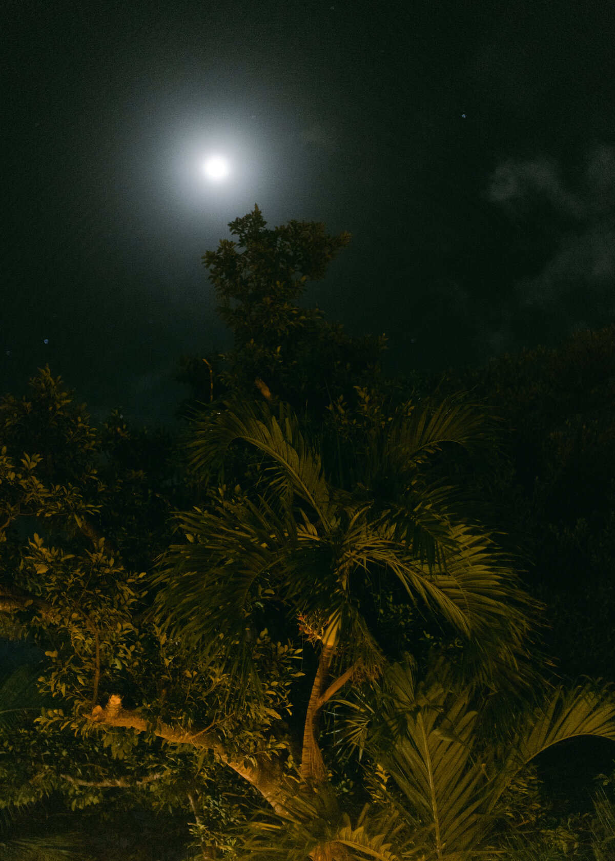 alessandra-shane-harbour-island-wedding-hollyclarkphotography-h-1042
