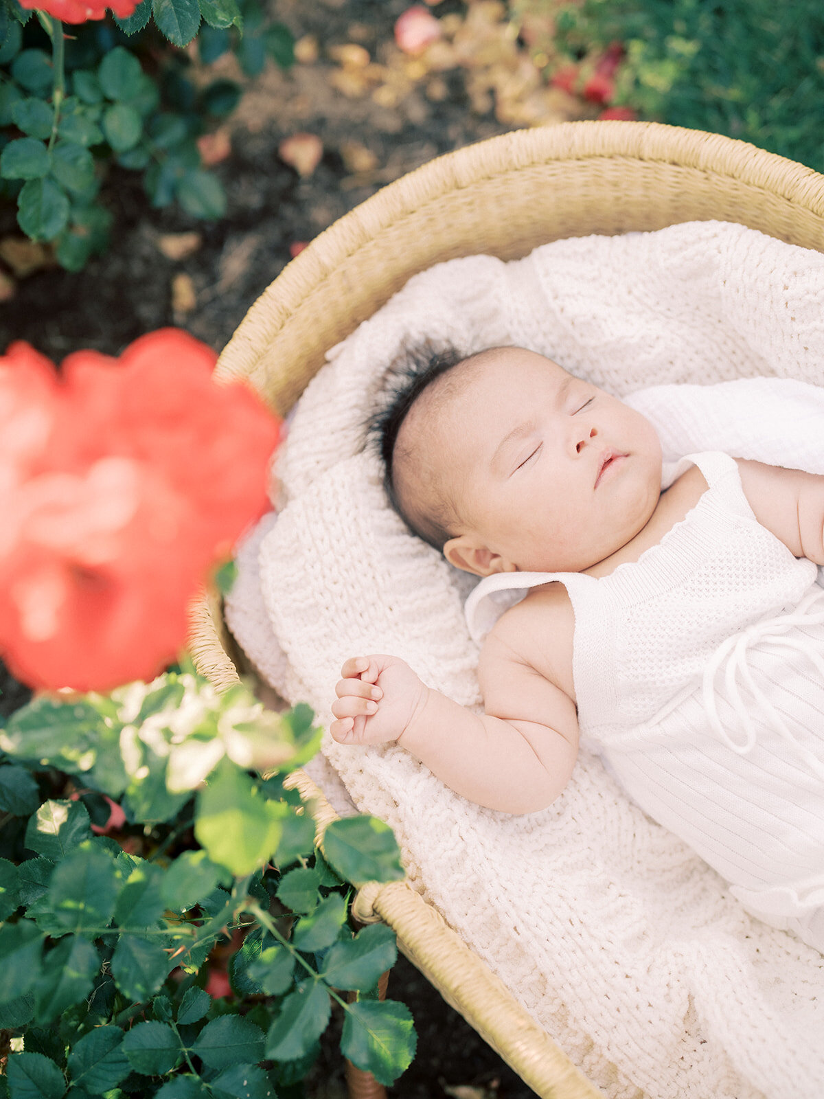 Baby girl sleeps in a Moses basket that sits in a rose garden in Alexandria, Virginia.