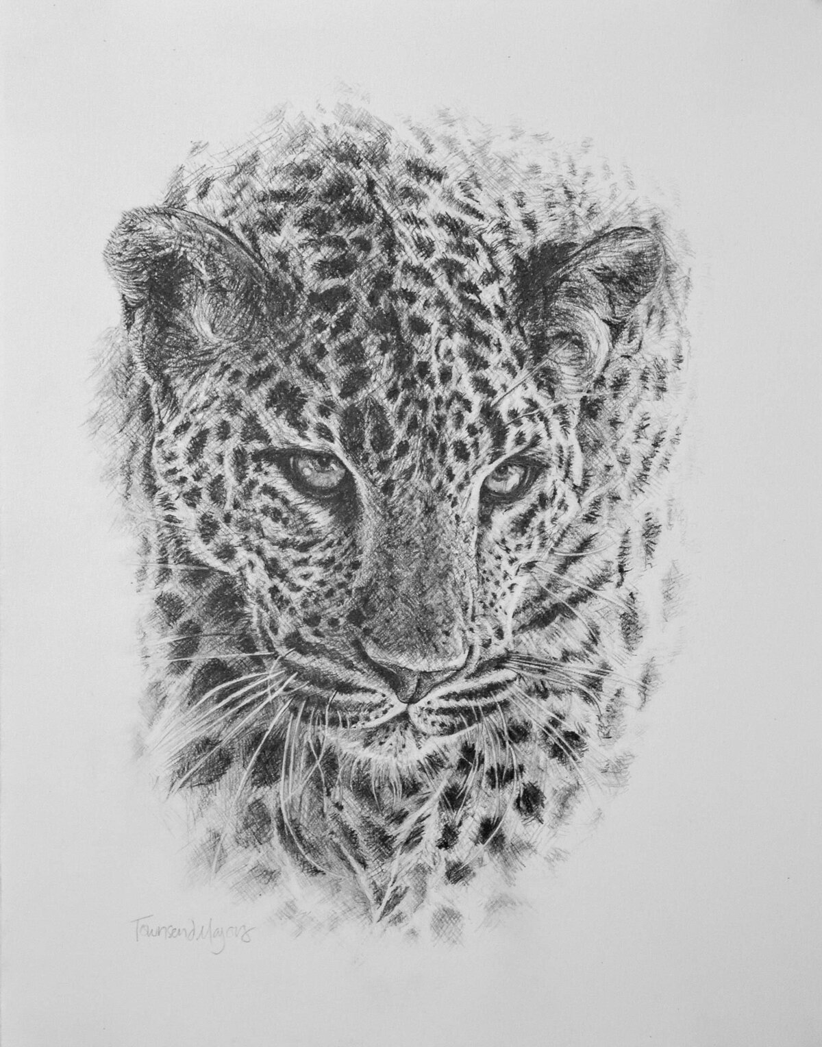 Townsend Majors'  graphite drawing of a leopard