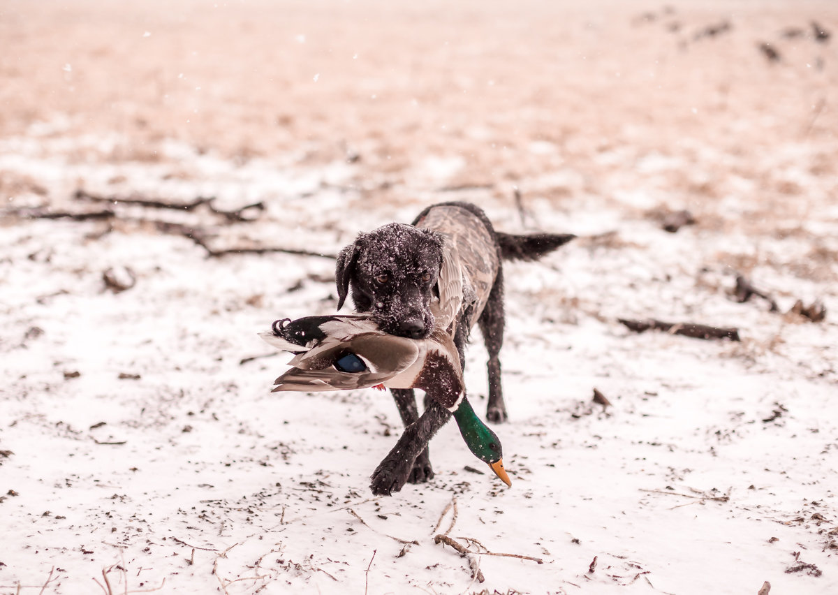 Central kansas duck hunting fowl plains -186