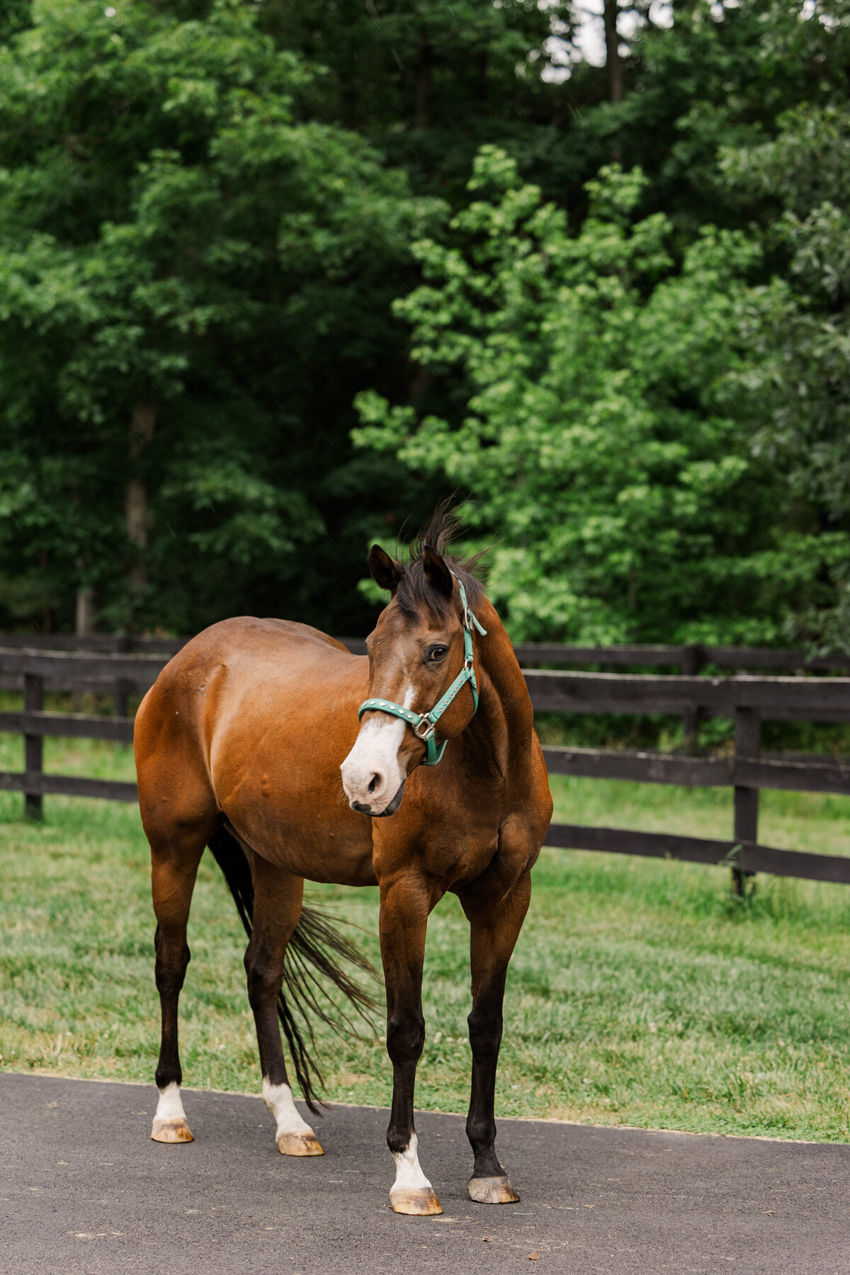 equine Photographer in richmond