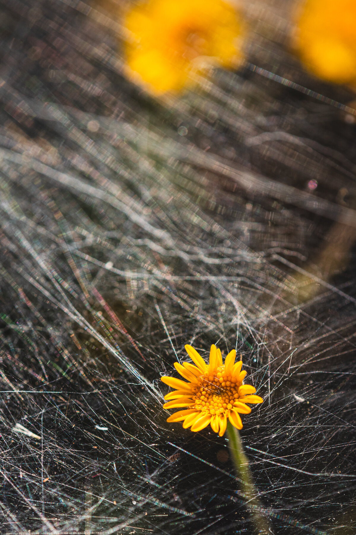 strength_8635