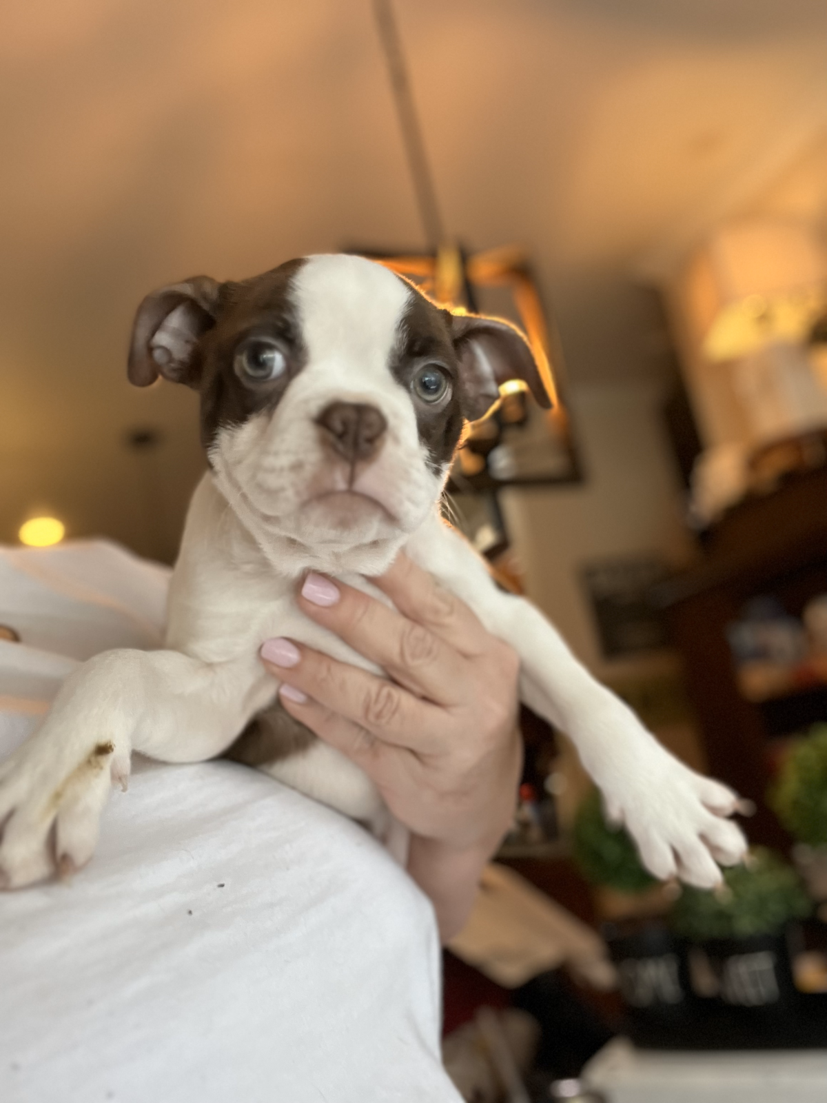 Tuxedo Pups Tuxedo Boston Puppy Chocolate