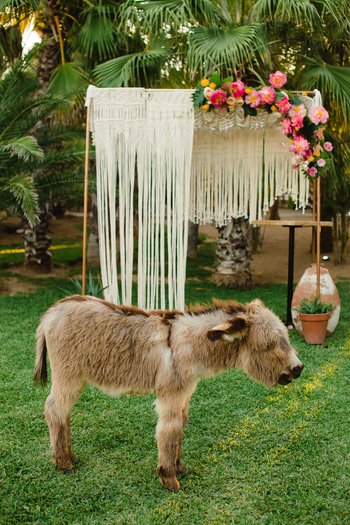weddings in cabo 12