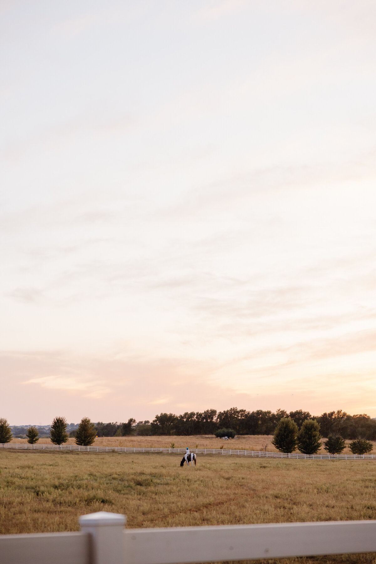 A horse standing in a field