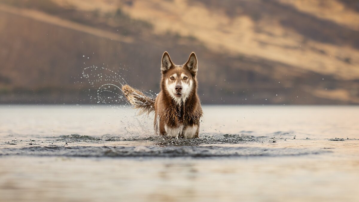 dog stood on rocks by  Trillium  Lake
