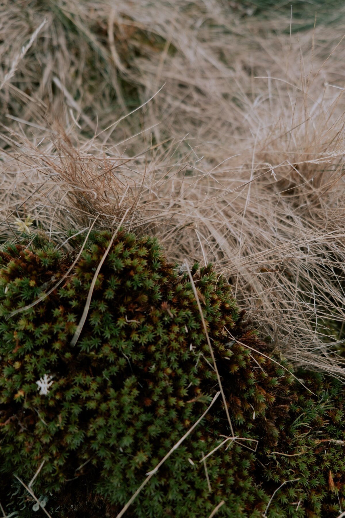 pexels-cottonbro-6003035