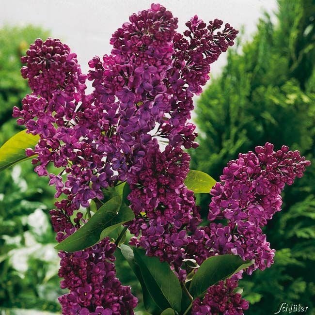 1-62862-Edelflieder-Andenken-an-Ludwig-Spaeth-Ein-Klassiker-Syringa-vulgaris-Andenken-an-Ludwig-Spaeth_1280x1280