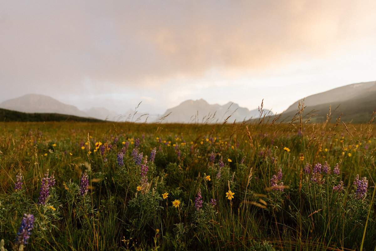 wildflowers_storm_glacier_national_park_montana