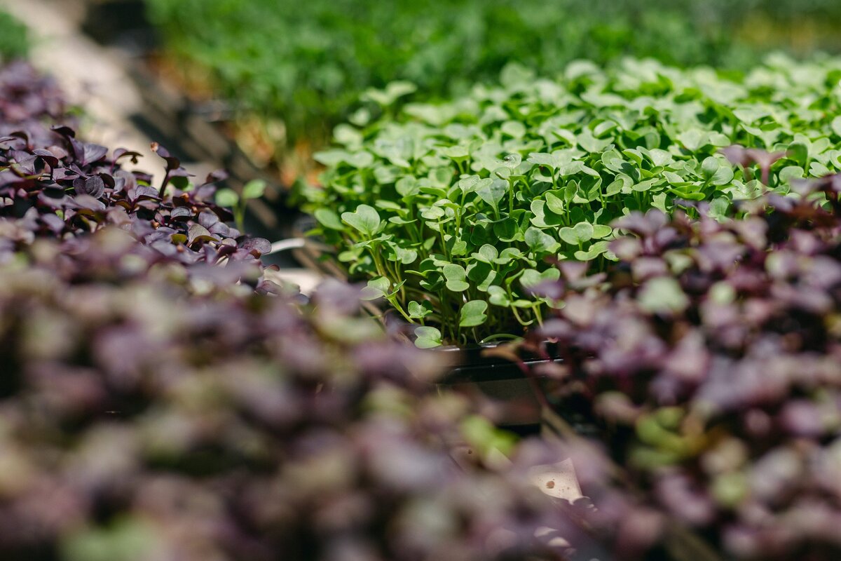 Channel-Islands-Micro-Greens-Local-Farmers-Markets-0065