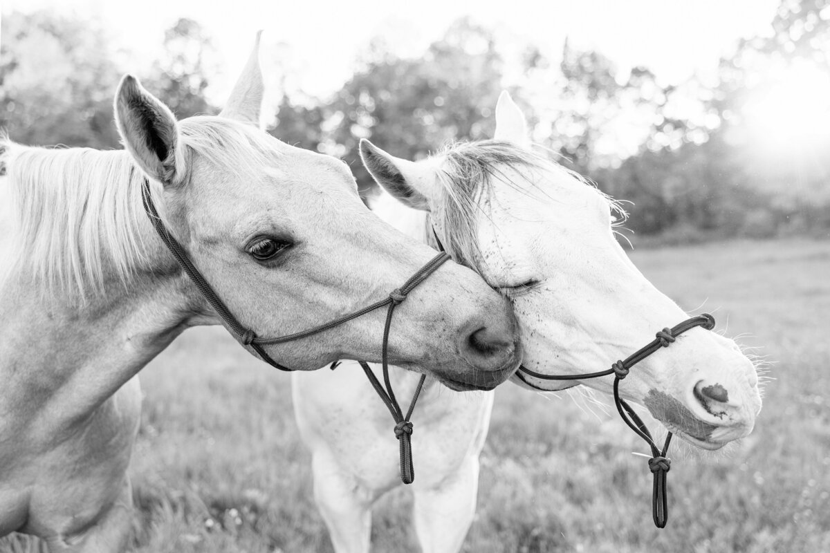 horse- photography-saratoga-ny
