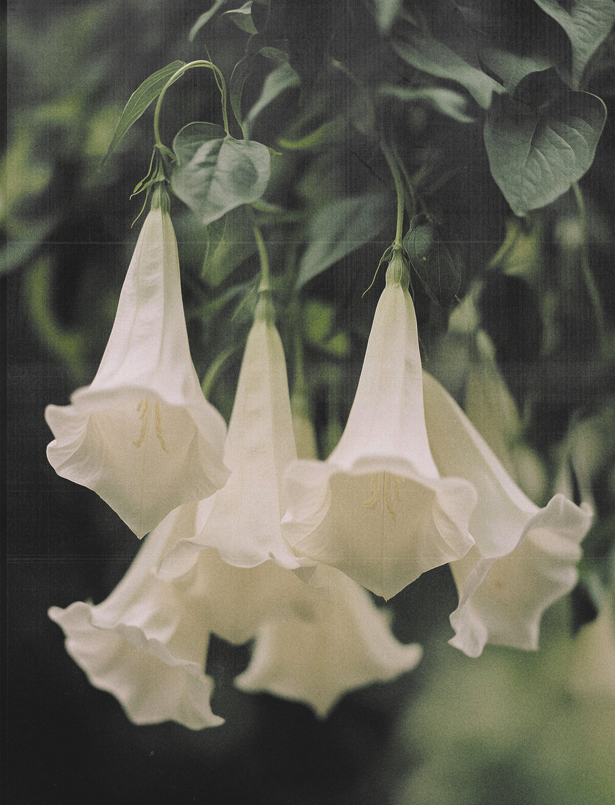 bells