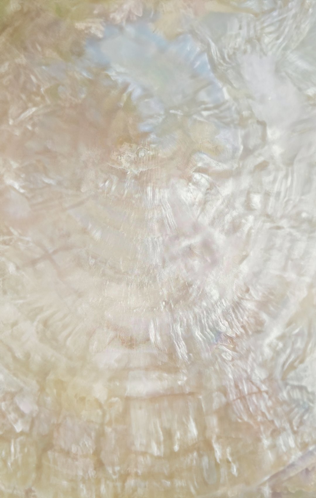 Shell Background | Nicole Chapman Design