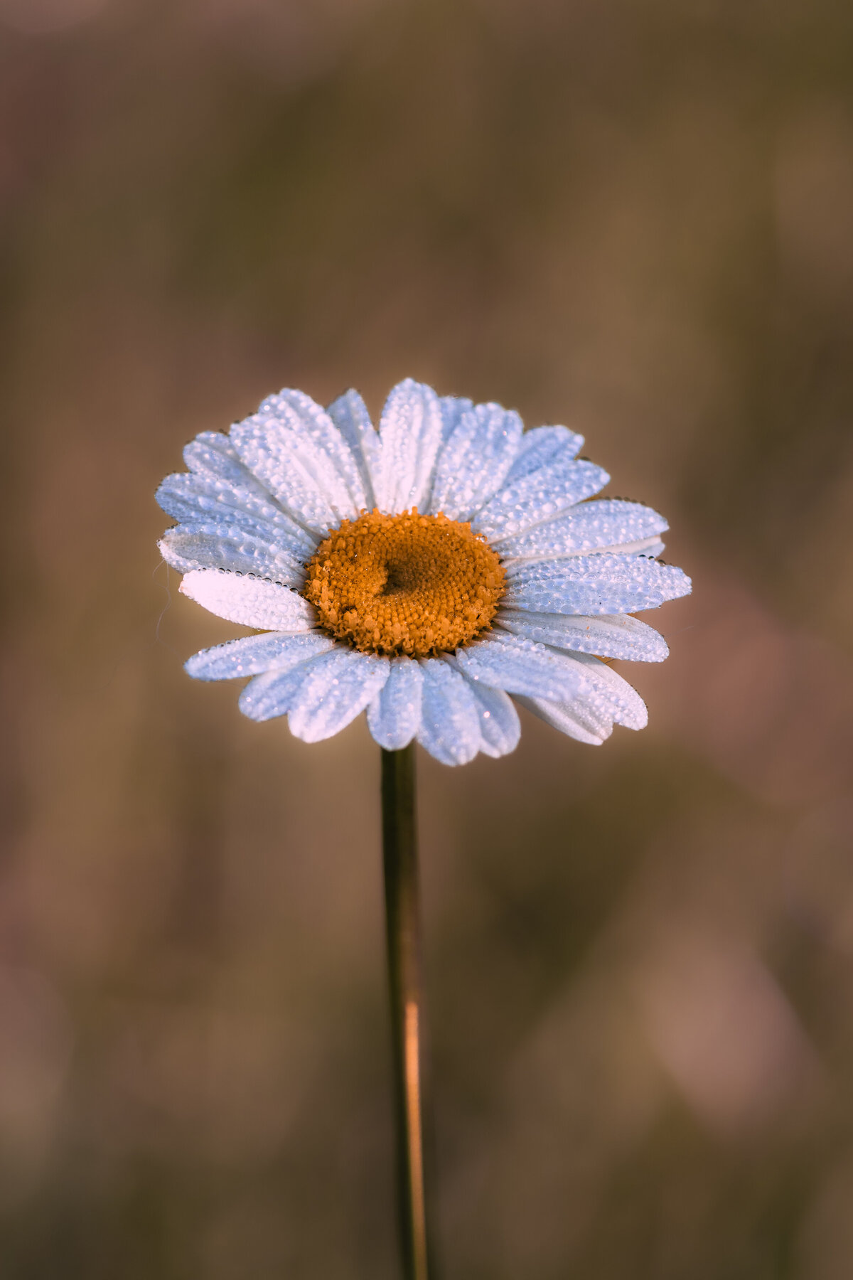 ox-eye_daisy_3854