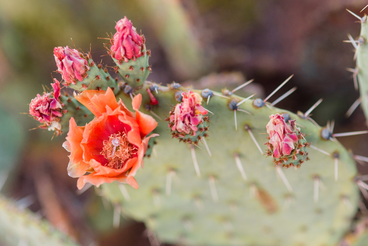 Marquette-LaRee-Prickly-Pear-Blossoms