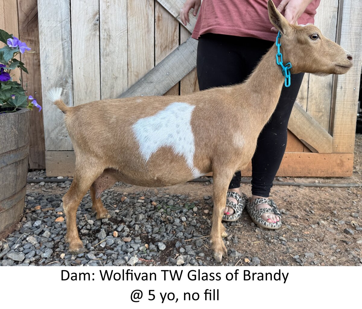 dam 5 yo