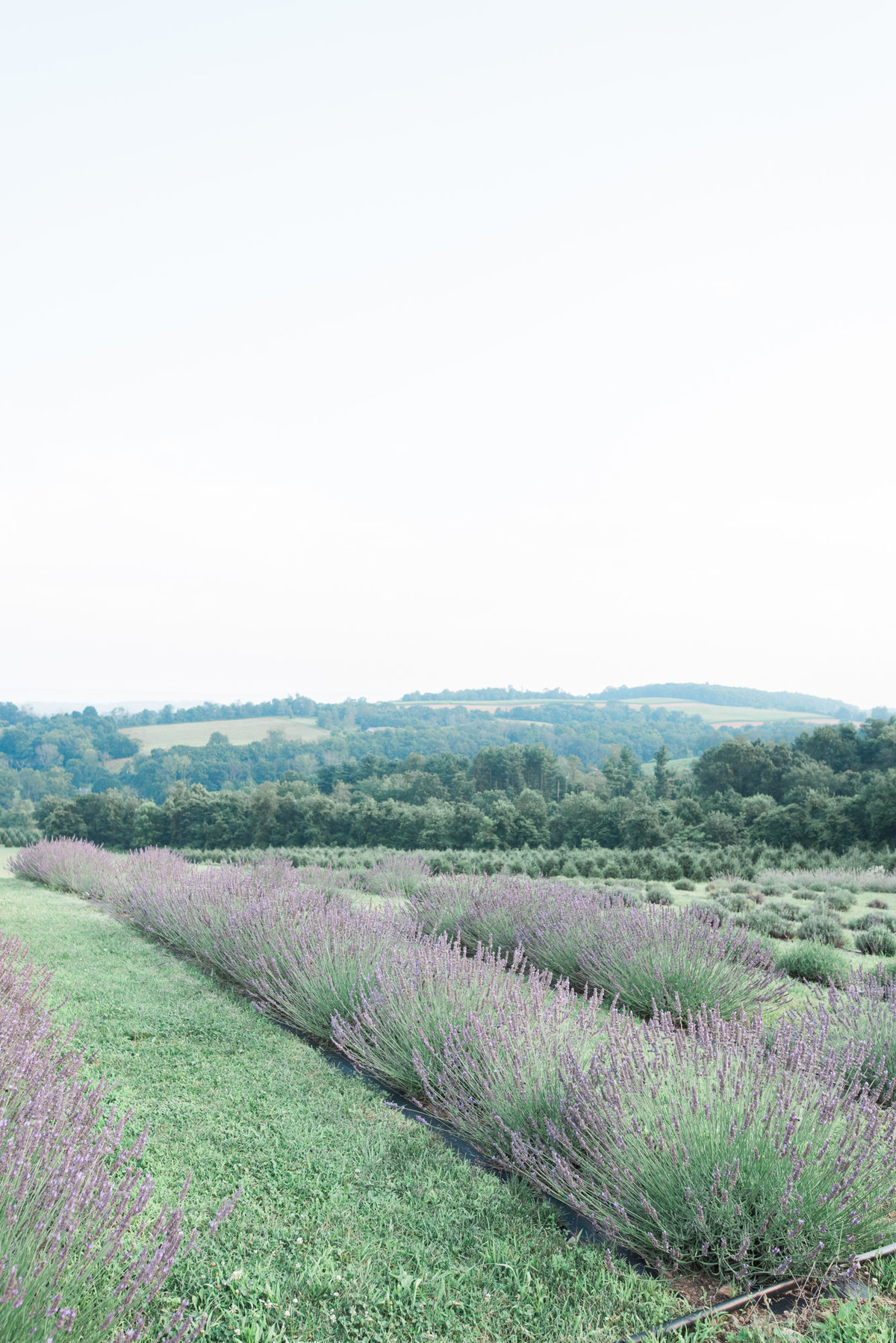 nj-wedding-photographer-hope-hill-lavender-farm-anniversary-session-photo-002
