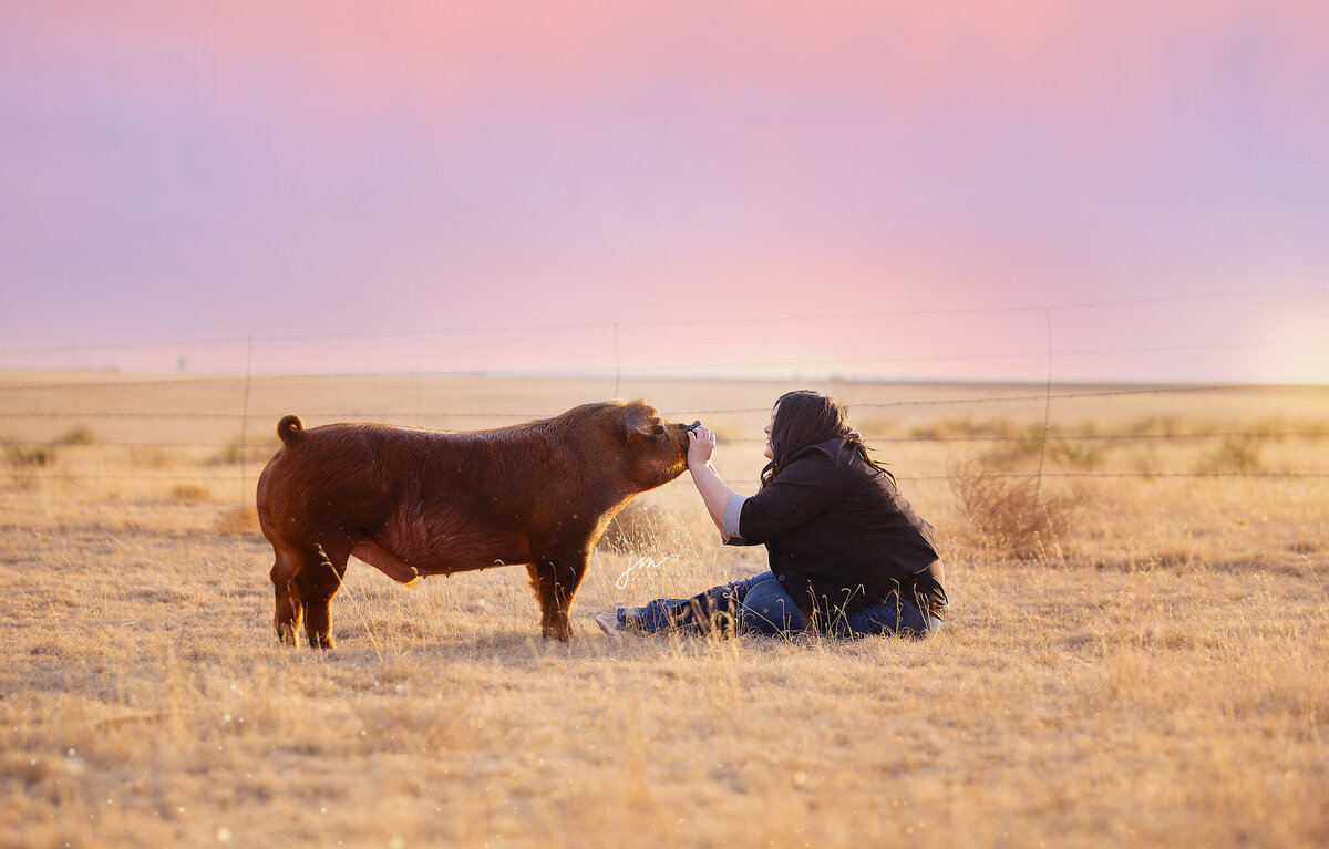 senior girl sitting in field with FFA pig and sunset behind her