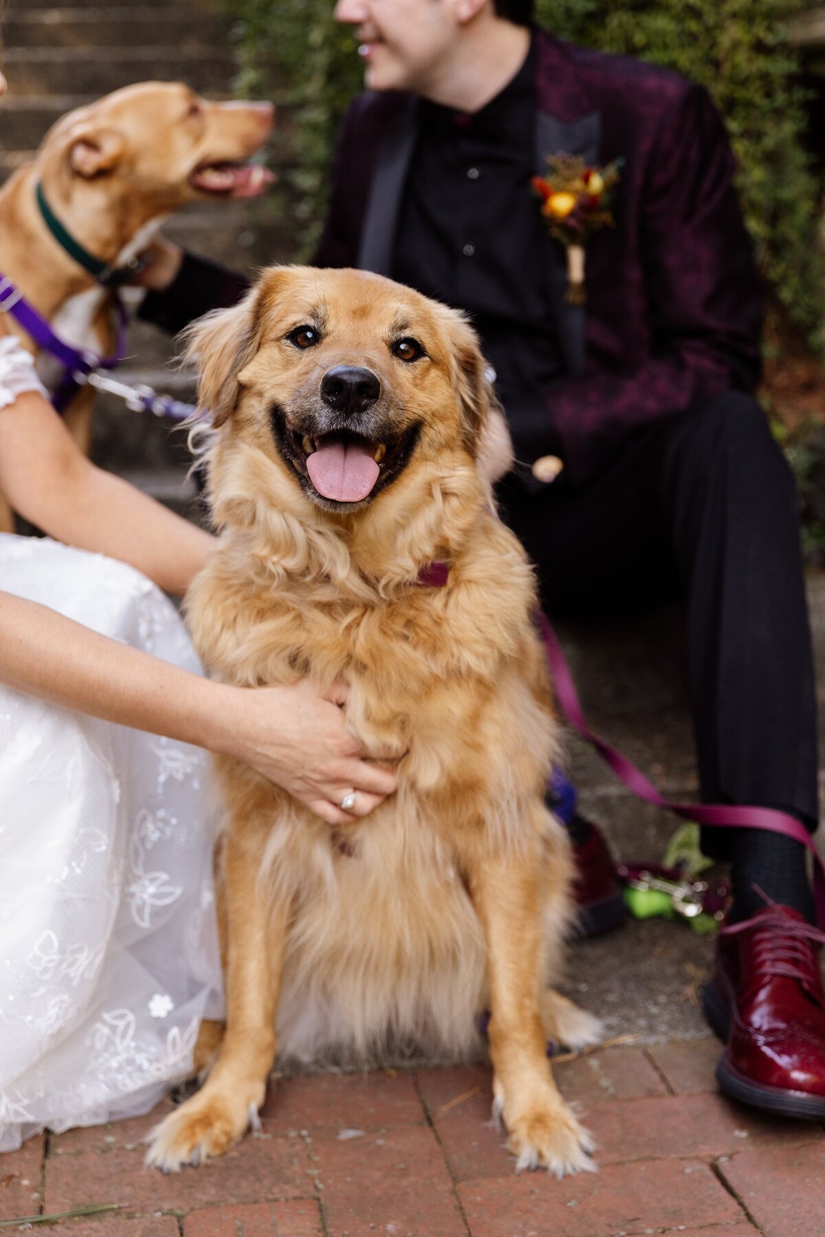 Dog looking at the camera