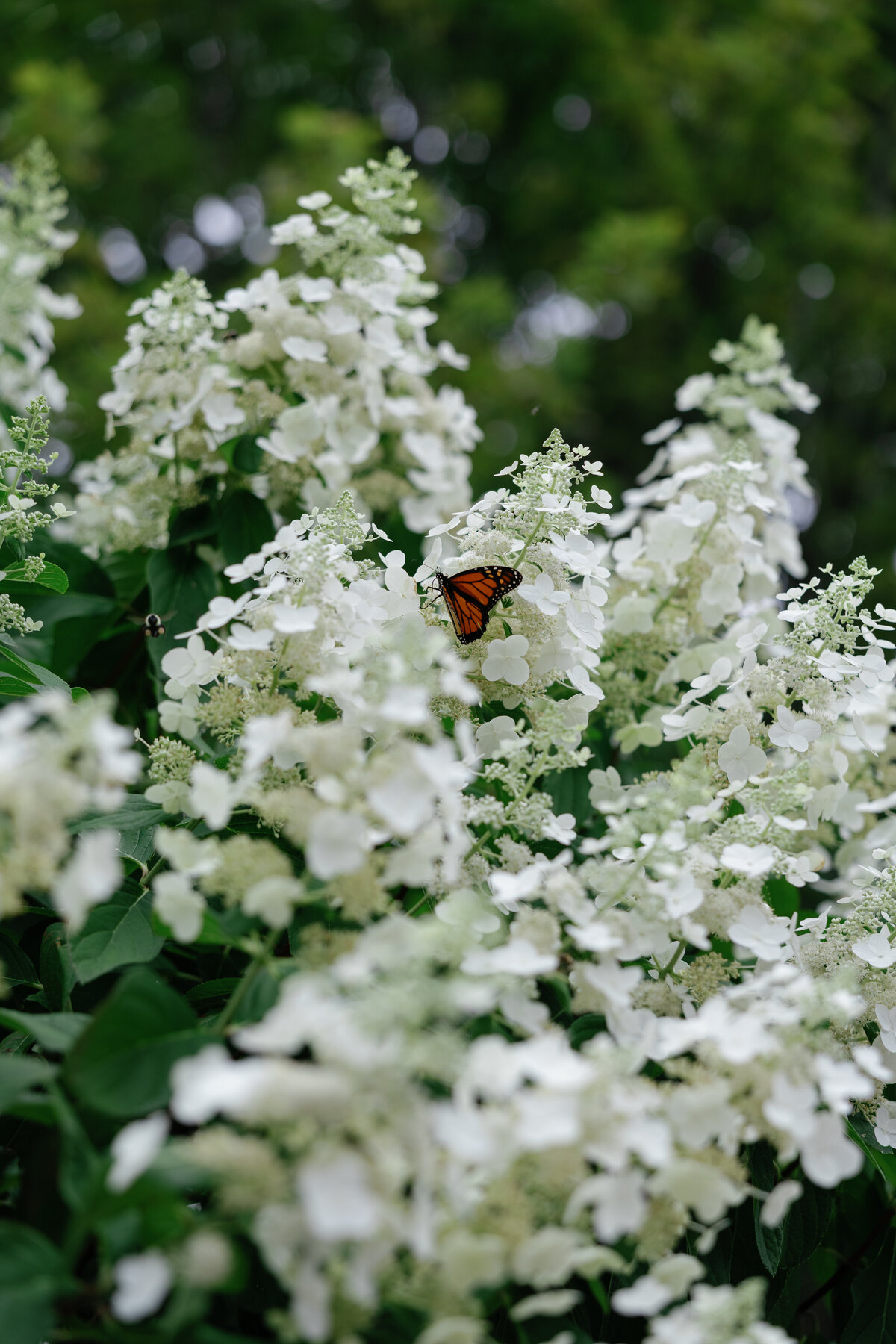 Destination-Wedding-Photographer-Alivia-and-Rob-Jenna-Martin0086