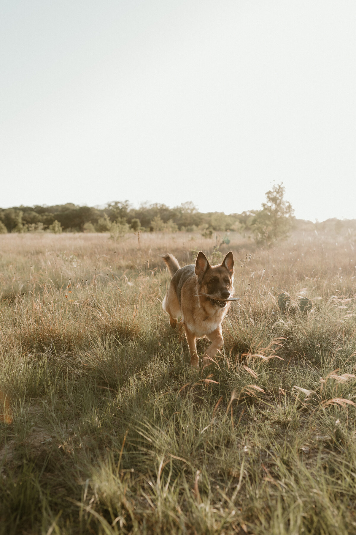 Georgetown Pet Photographer