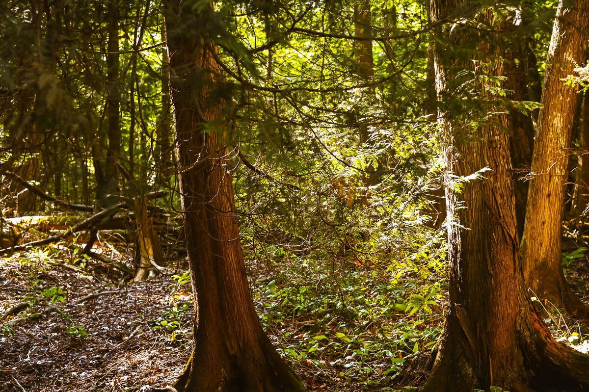5 - cultivating_summer25_amf_forest-bathing
