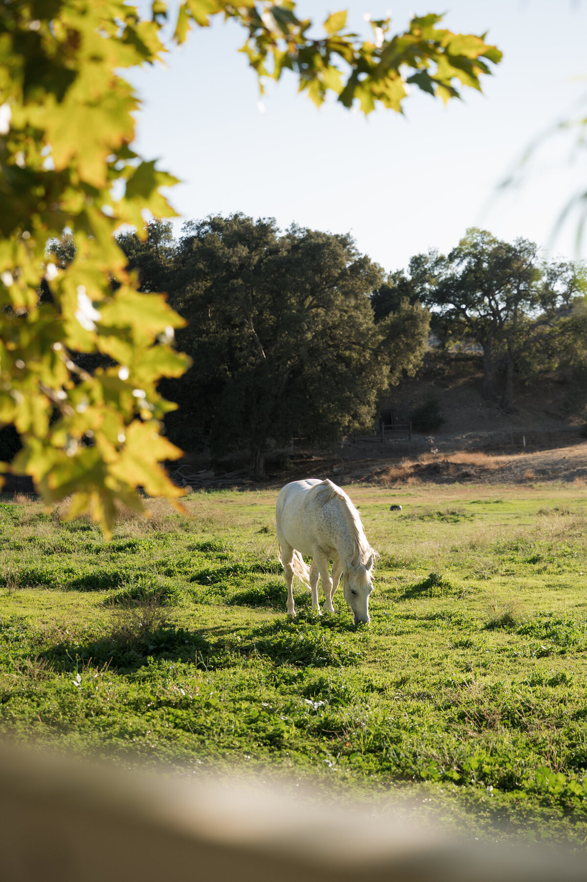 Los_Angeles_wedding_venue_luxury_wedding_planner_top_LA_event_producer_Ojai_wedding_venue_7