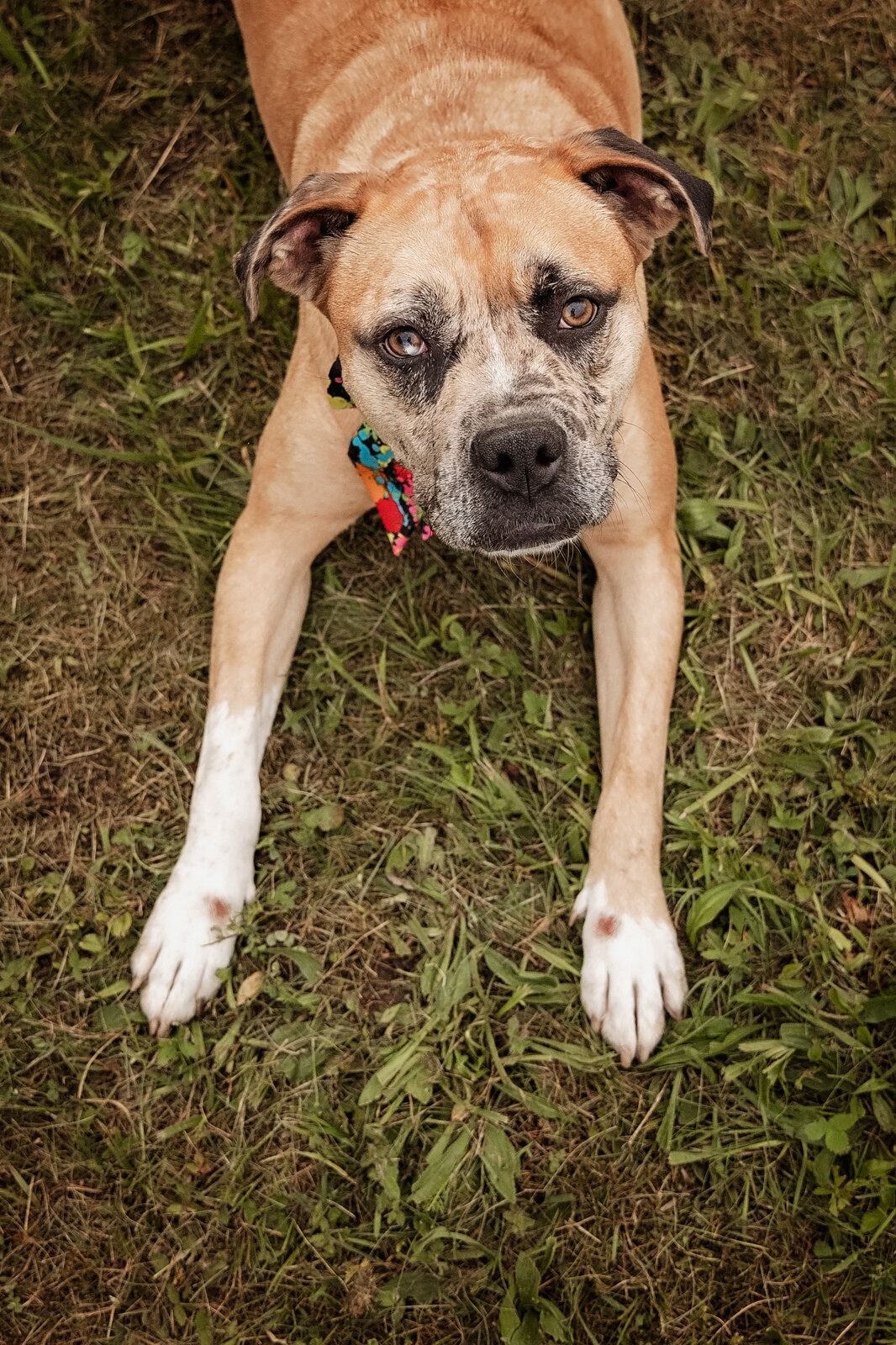 grey-bruce-owen-sound-photographer-pets-5