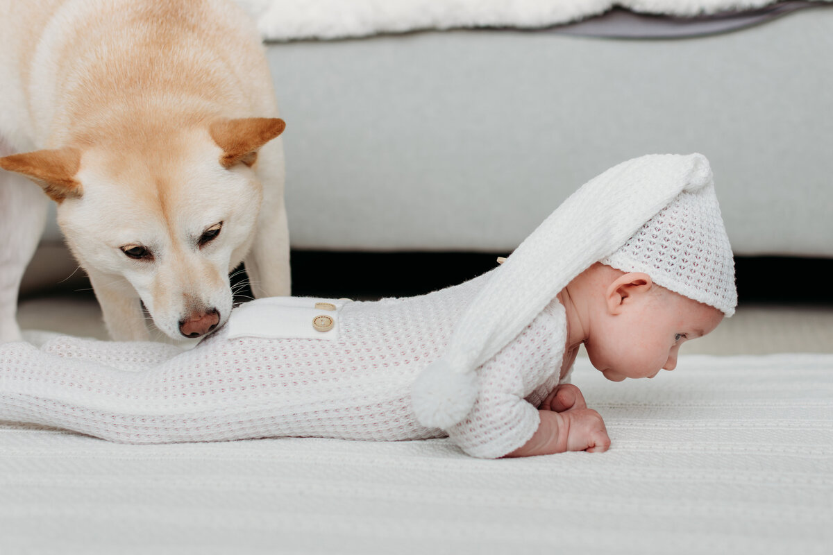 dog sniffing a baby butt during newborn photoshoot in Palatine, IL