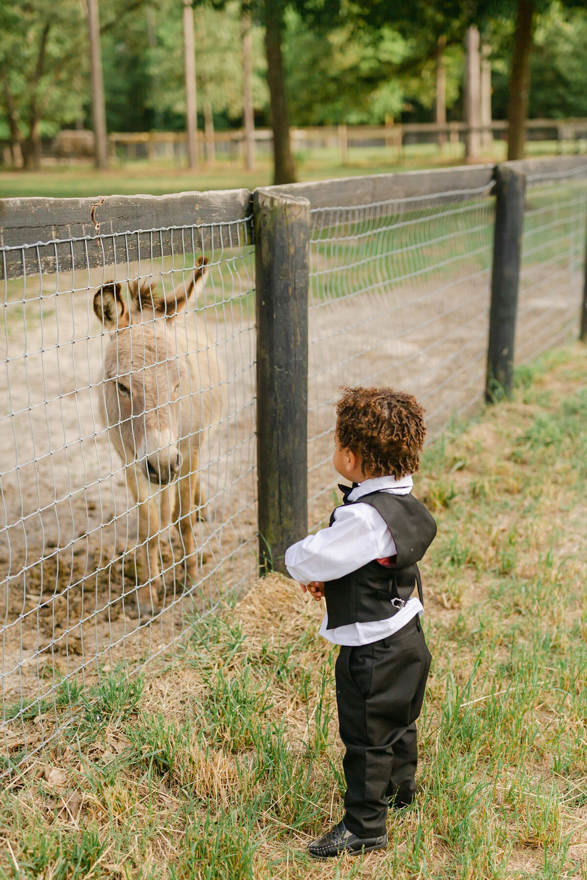 little boy and donkey