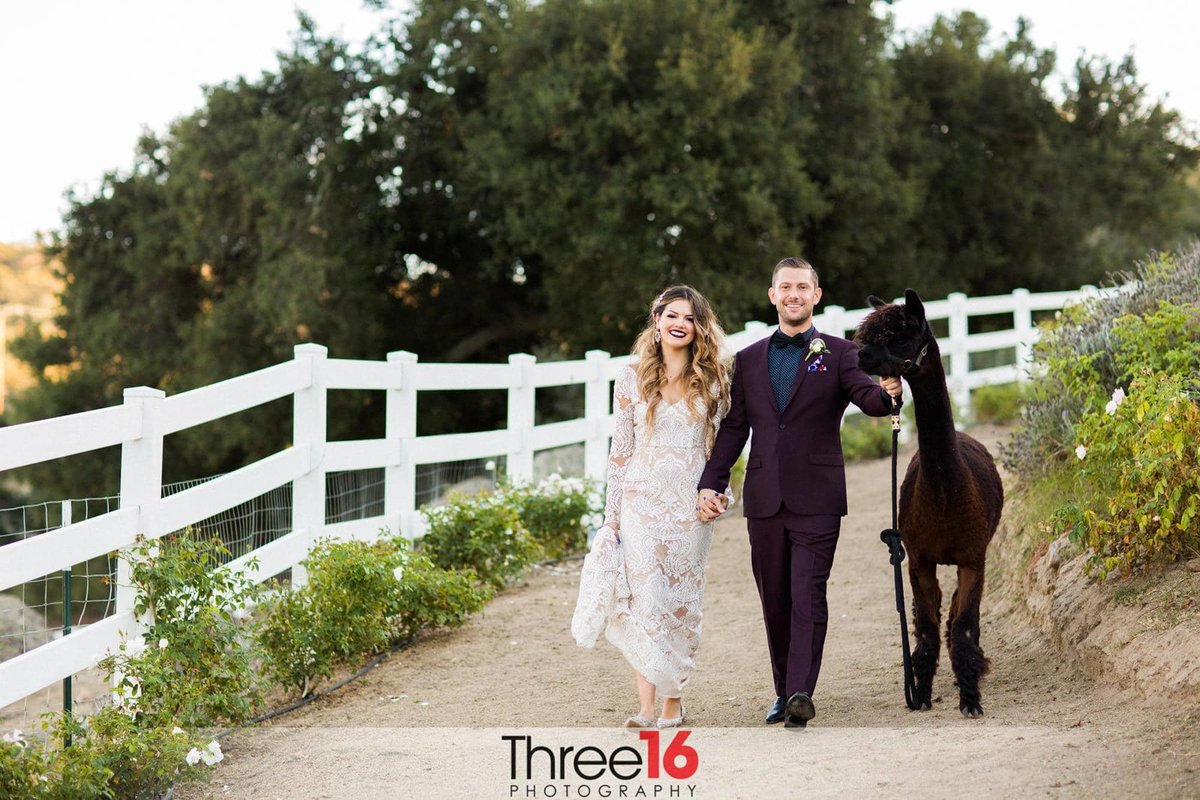 Bride, Groom and Alpaca going for a walk