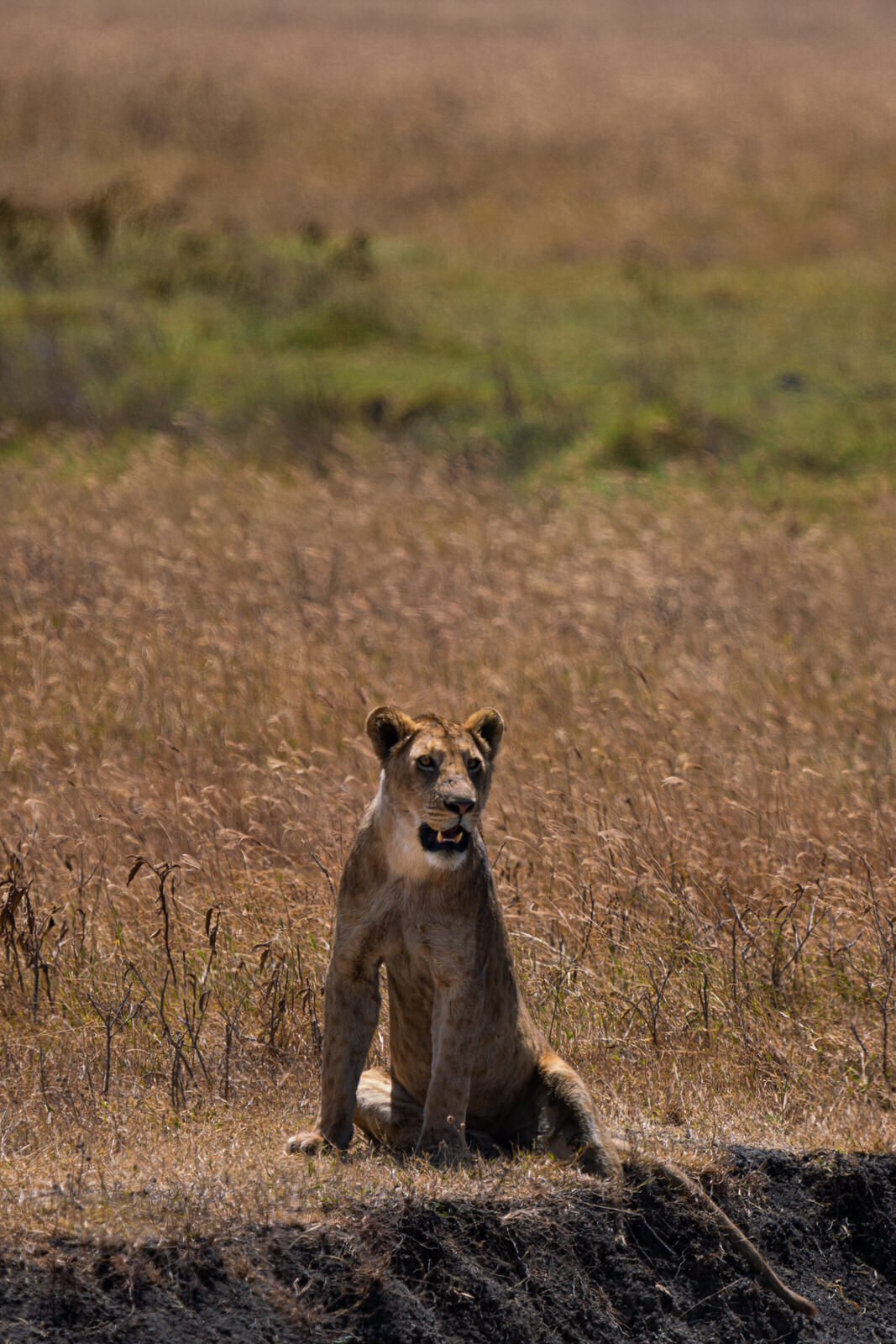 luxury-vacation-photographer-kirsten-lewis-arusha-tanzania059