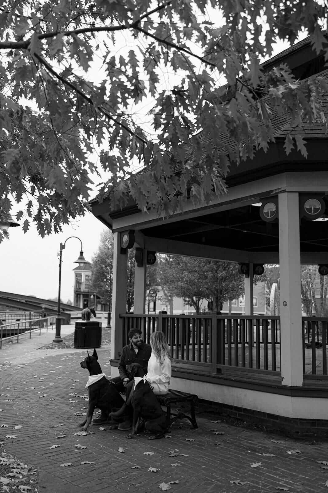 Couple sitting on bench with two dogs for  maternity photos in Finger Lakes New York