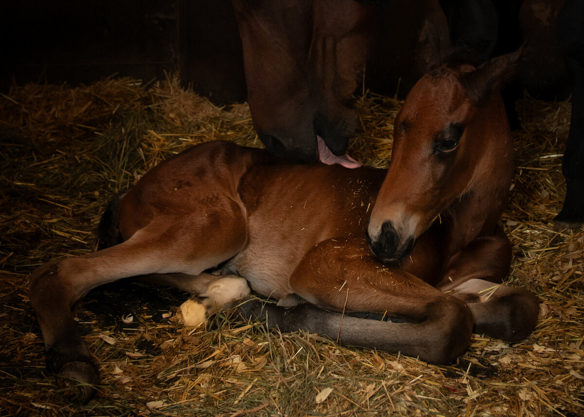 Equine-Photography-Wallingford-CT-1